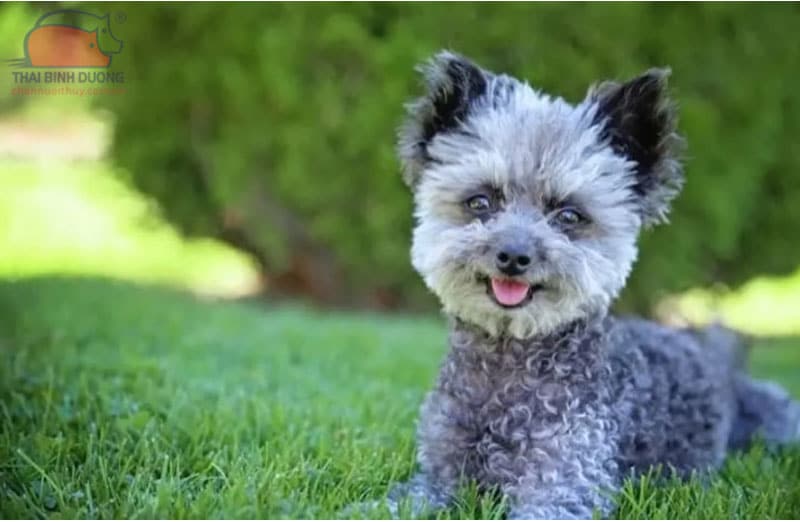 Chihuahua lai Poodle (Chipoo)