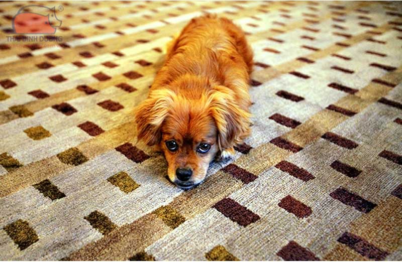 Chó Bắc Kinh lai Poodle (Pekapoo)