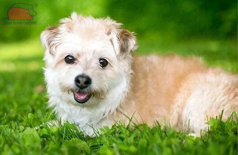 Chó lai phốc và Poodle (Pompoo)