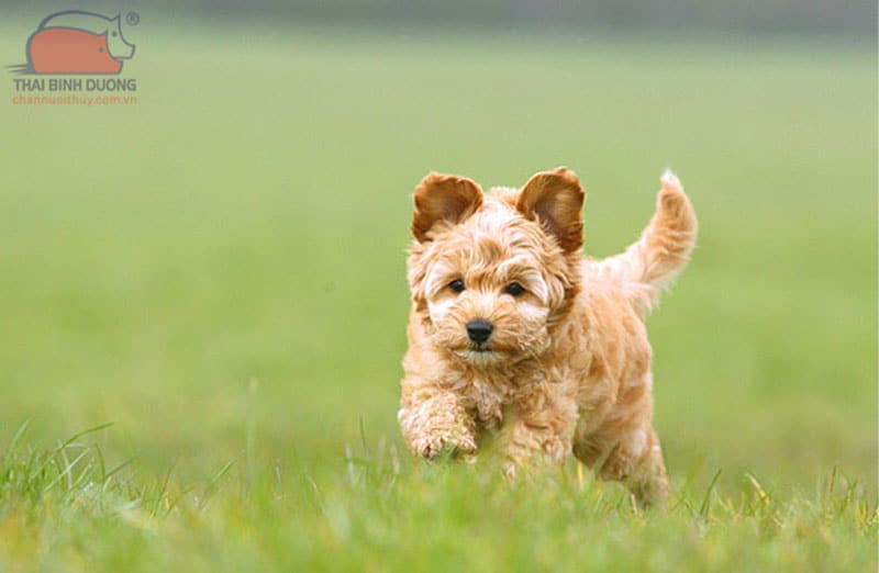 Chó phốc hươu lai Poodle (Maltipoo)