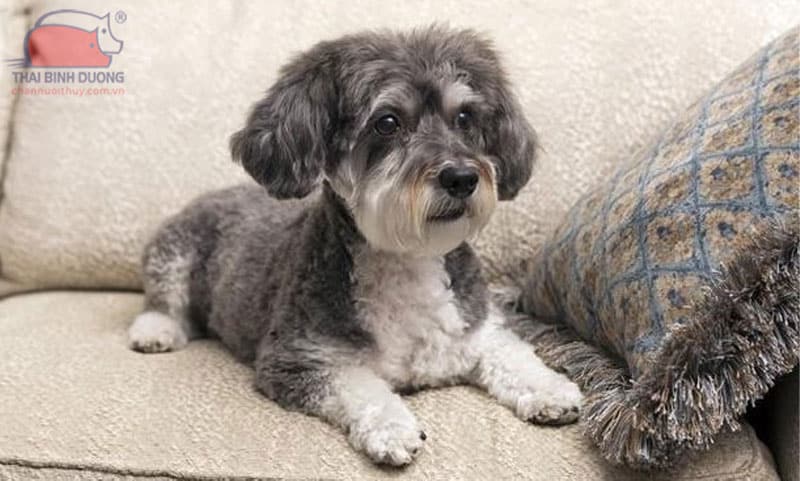 Chó Schnauzer lai Poodle (Schnoodle)