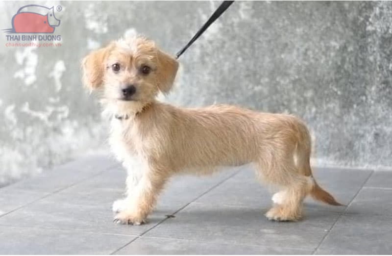 Chó xúc xích lai Poodle (Doxiepoo)