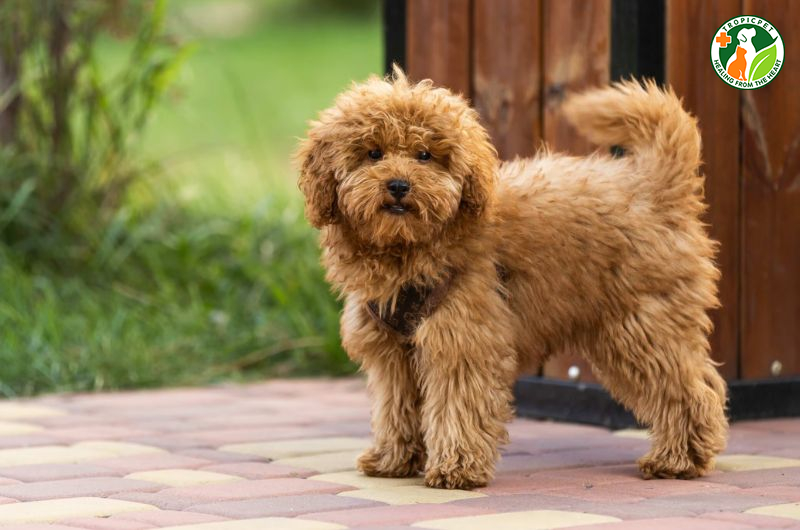 Poodle lai khác gì với thuần chủng? 10 giống Poodle lai phổ biến
