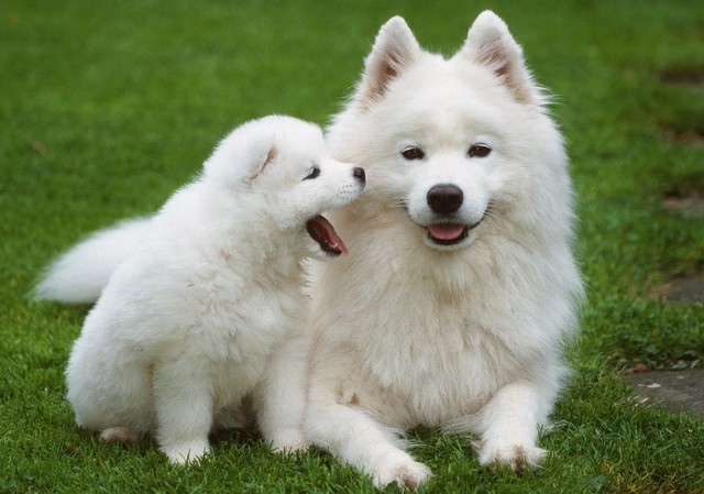 Bạn có thể sở hữu chó Samoyed giá từ 1-3 triệu tại Việt Nam