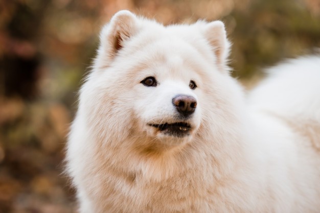 Phong thái cuốn hút của Samoyed thu hút sự chú ý của mọi người