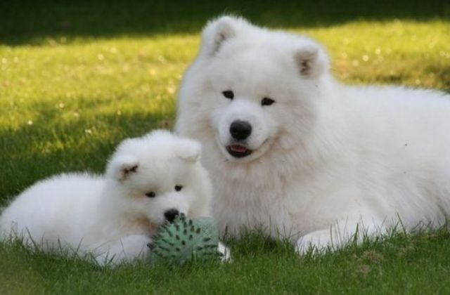 Hai mẹ con nhà Samoyed trên bãi cỏ
