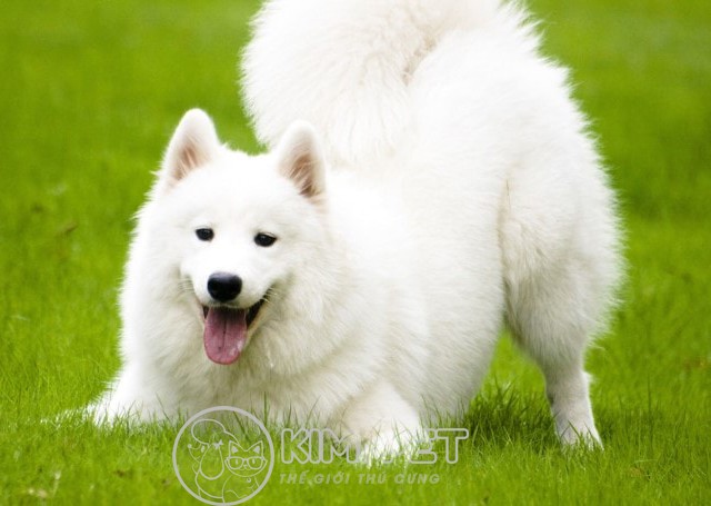 Giá chó Samoyed con là bao nhiêu & Giá Samoyed thuần chủng