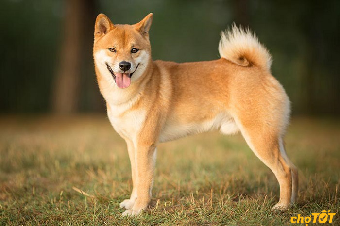 dac-diem-cho-shiba