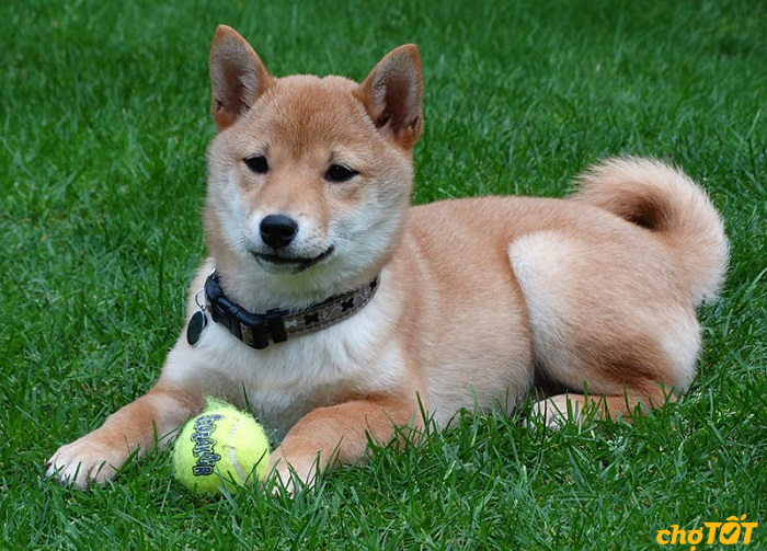cach-cham-soc-cho-shiba