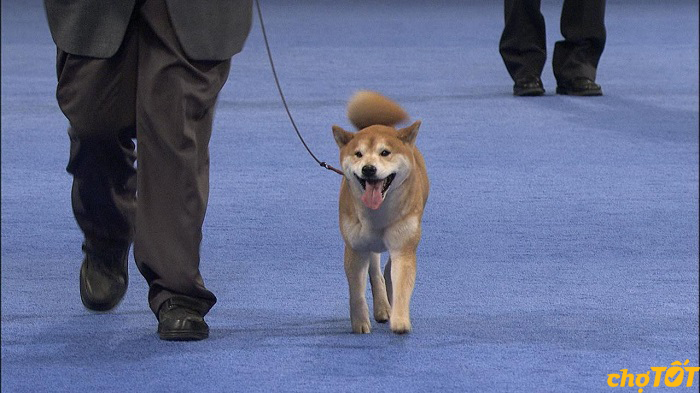 huan-luyen-cho-shiba