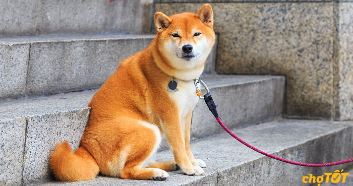 mua-cho-shiba