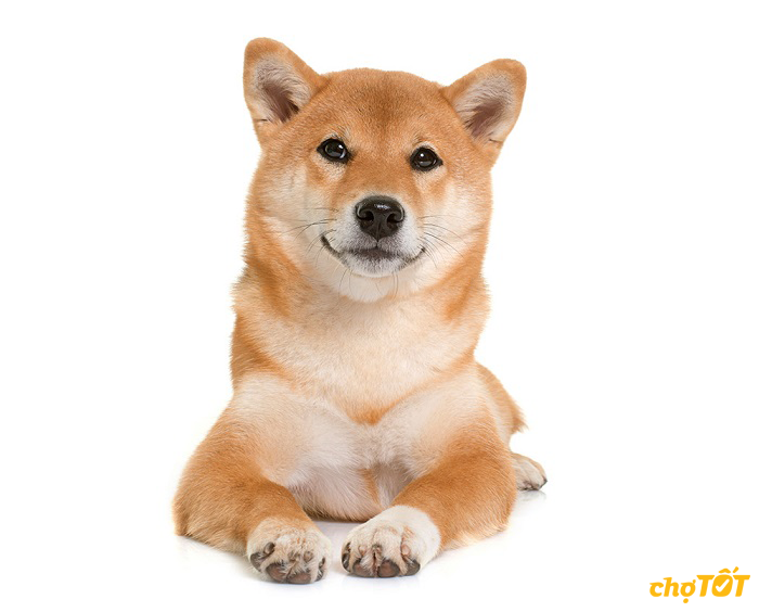 35 chó Shiba Inu thuần chủng, lai tạo thông minh