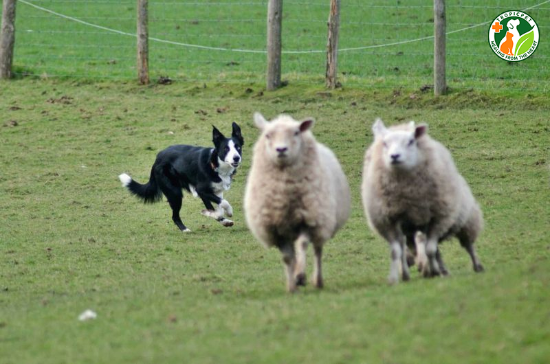 Chó thích rượt đuổi gì