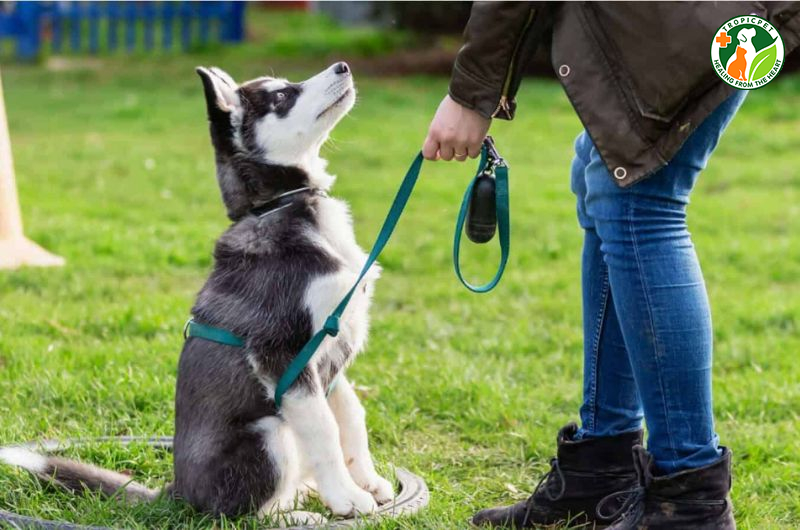 Chó thích rượt đuổi gì