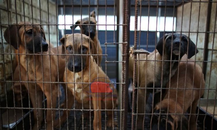 Cách mô hình nuôi chó thịt hiện nay