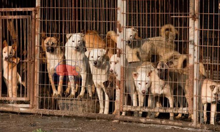 Kỹ thuật và mô hình nuôi chó thịt thu lãi cao