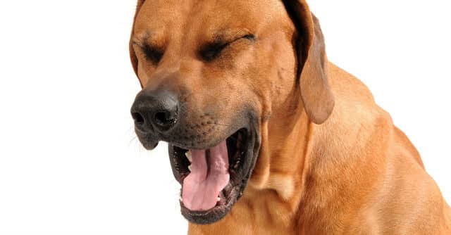 Những điều nên làm khi chó nhà bạn thở gấp