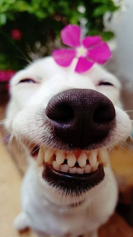 999+ Bức ảnh chó hài hước nhất