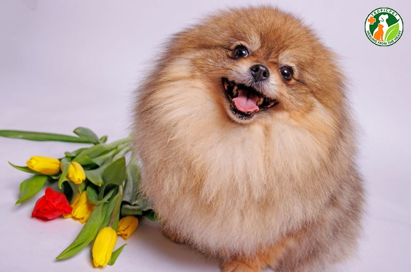 Chó nhỏ nhất thế giới