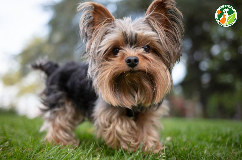 Chó nhỏ nhất thế giới