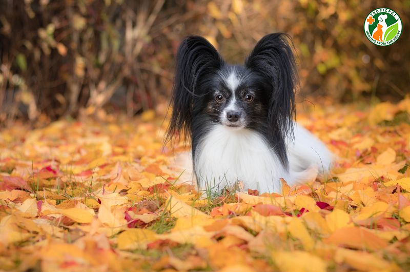 Chó nhỏ nhất thế giới