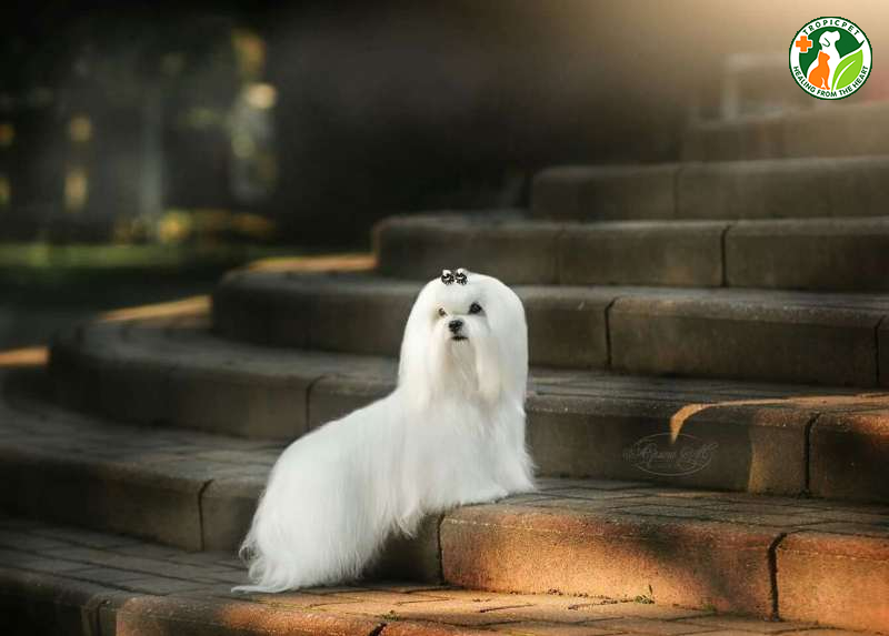 Chó nhỏ nhất thế giới