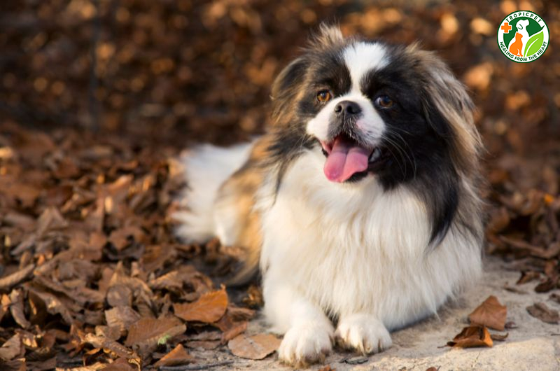 Chó nhỏ nhất thế giới