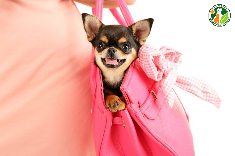 Chó nhỏ nhất thế giới: Top 10 giống chó tí hon ai cũng mê mẩn