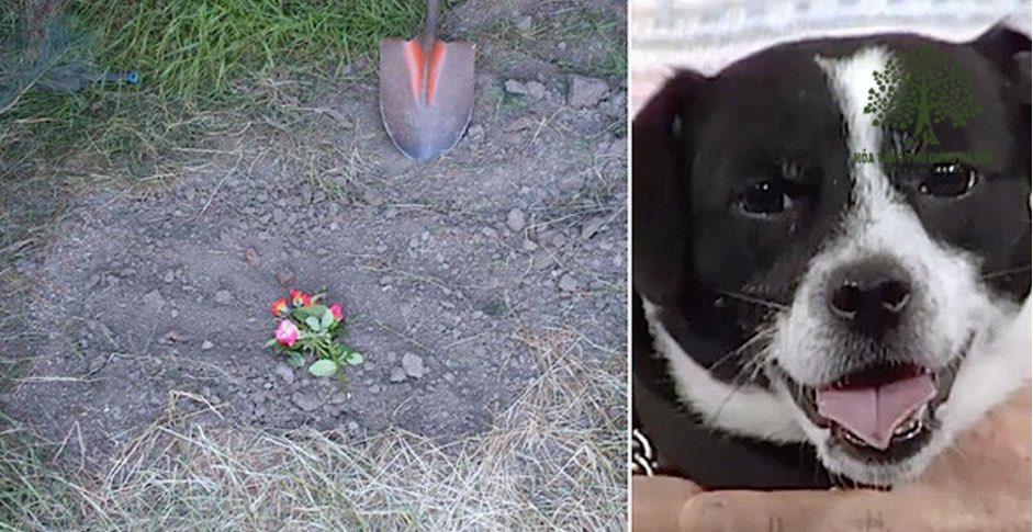 Chôn cất tạo không gian riêng tư, giúp cún siêu thoát