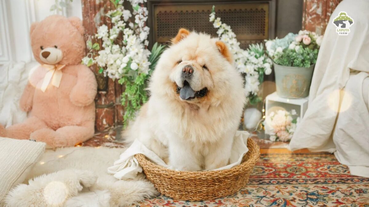 Chow Chow