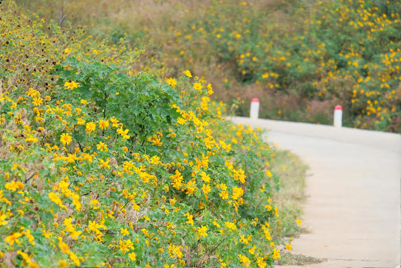 NHỮNG ĐIỂM CHECK-IN HOA DÃ QUỲ KHÔNG THỂ BỎ QUA
