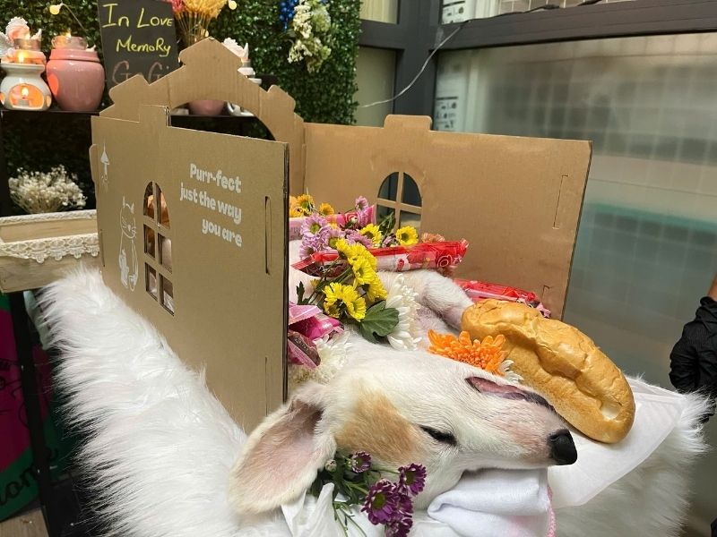 Hỏa táng thú cưng