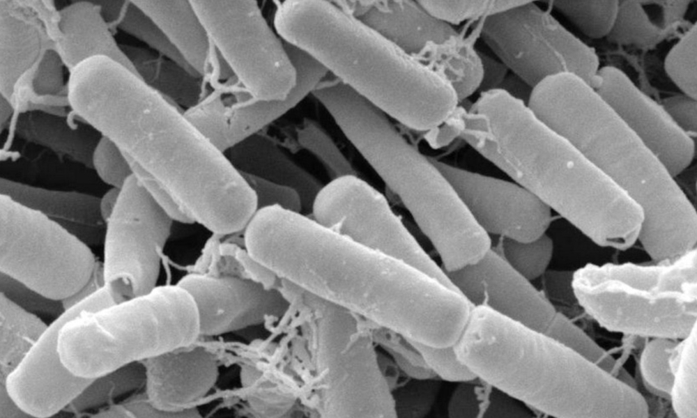 Bacillus thuringiensis (Bt)