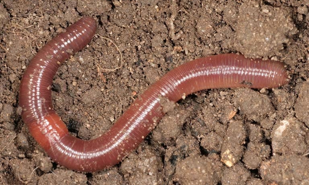 Giun đất