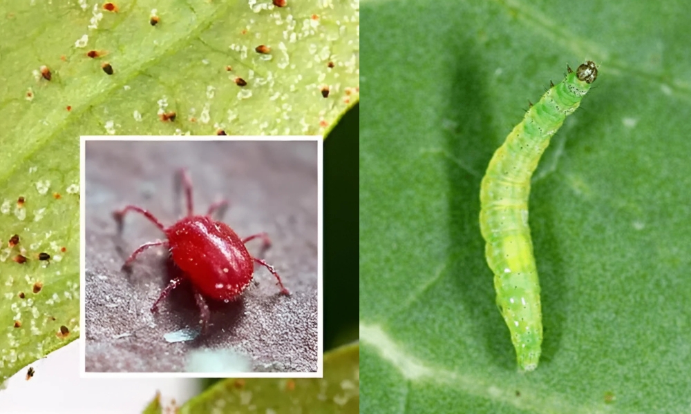 sâu tơ và nhện đỏ