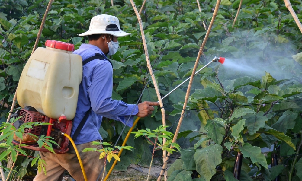 Thuốc trừ sâu sinh học là gì? Phân loại, cách dùng và hiệu quả thực tế