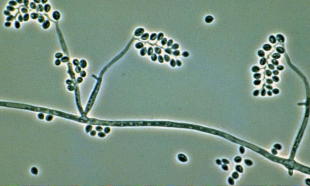 Nấm Beauveria bassiana