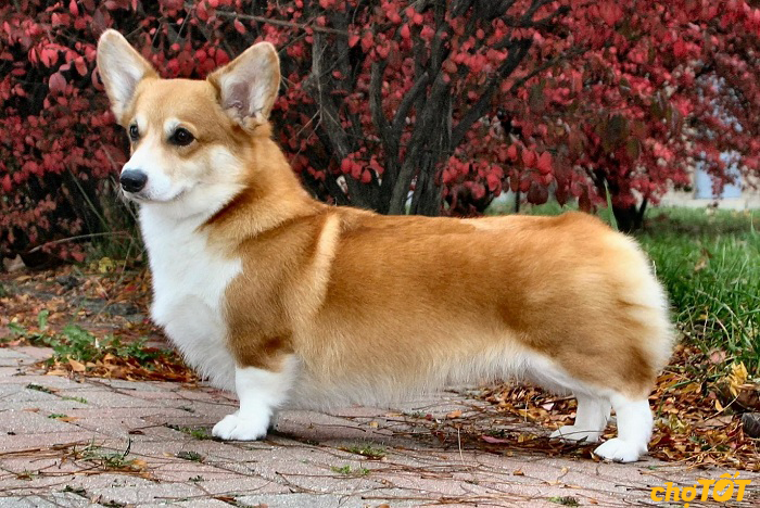 dac-diem-chung-cho-corgi