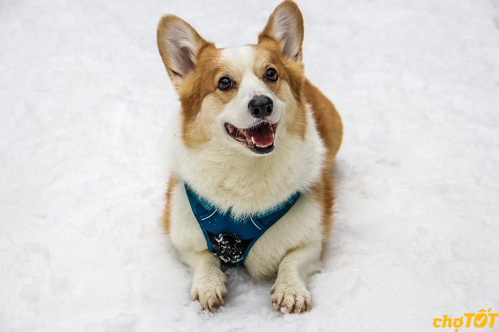 cac-benh-thuong-gap-cho-corgi