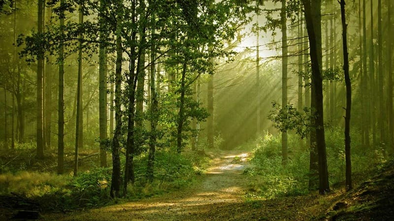 Cây trong rừng nhiệt đới với những đặc điểm riêng