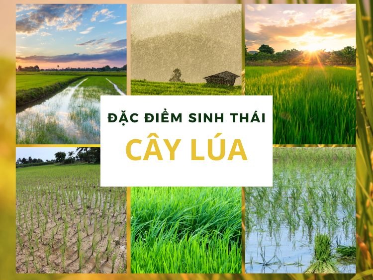 Đặc điểm sinh thái của cây lúa
