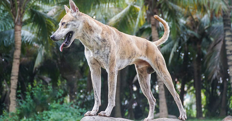 đặt tên cho chó phú quốc