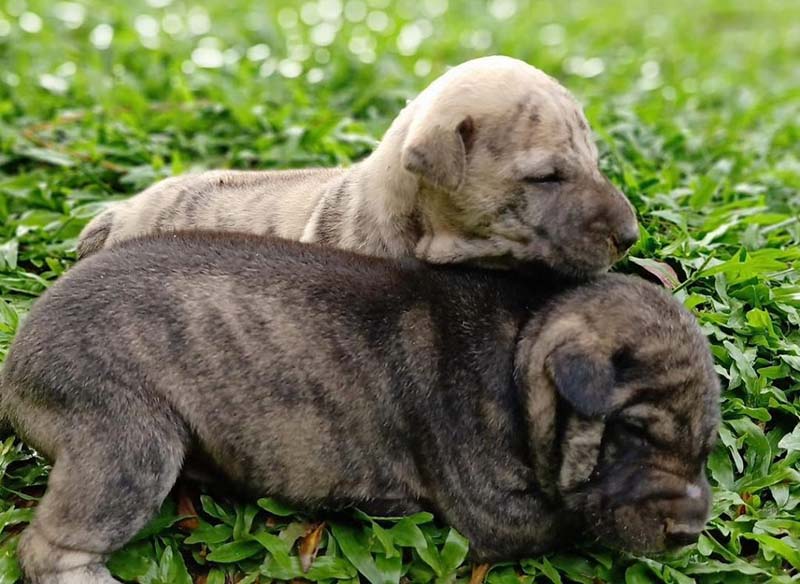 Những cách đặt tên cho chó Phú Quốc độc đáo nên biết dành cho người yêu chó