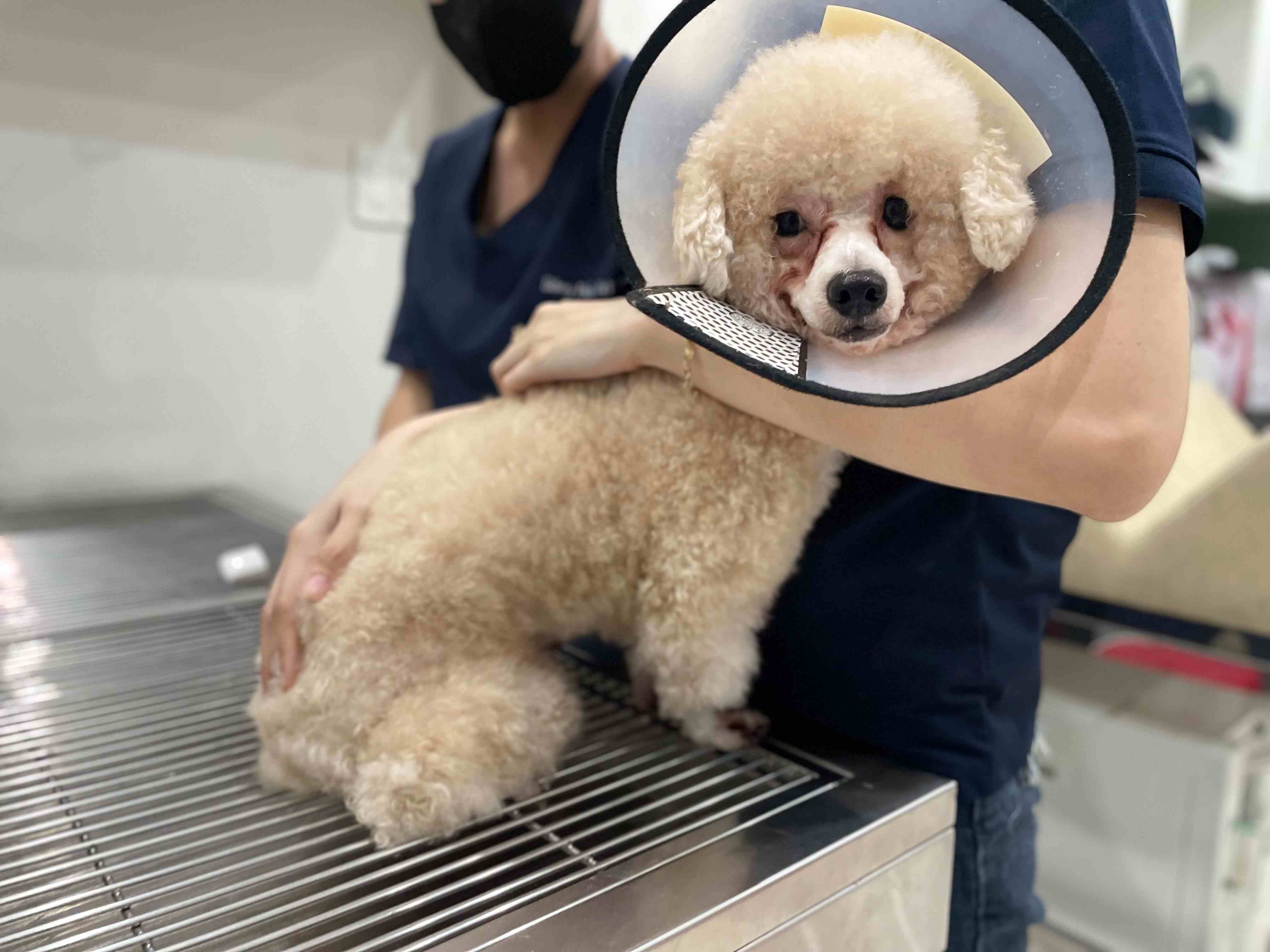 Biểu hiện chó sắp chết