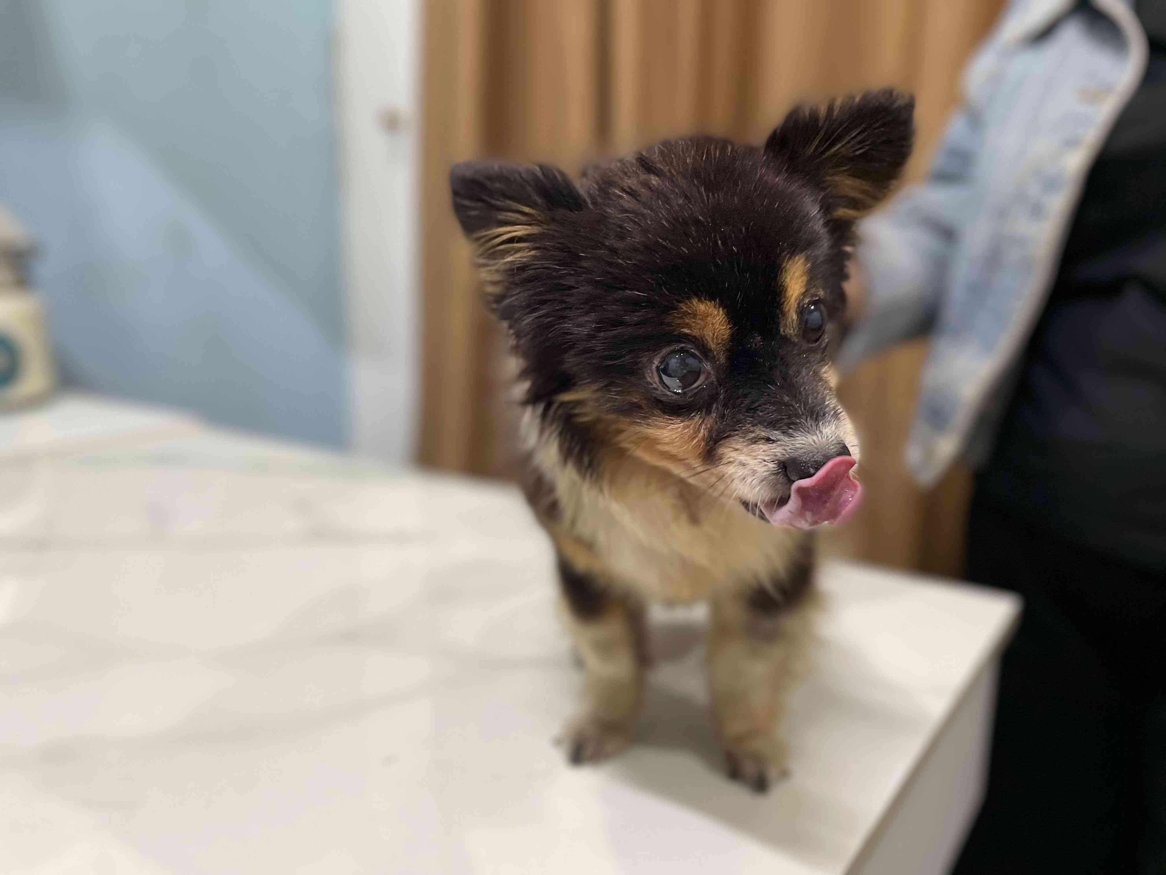 Biểu hiện chó sụt cân nhanh chóng