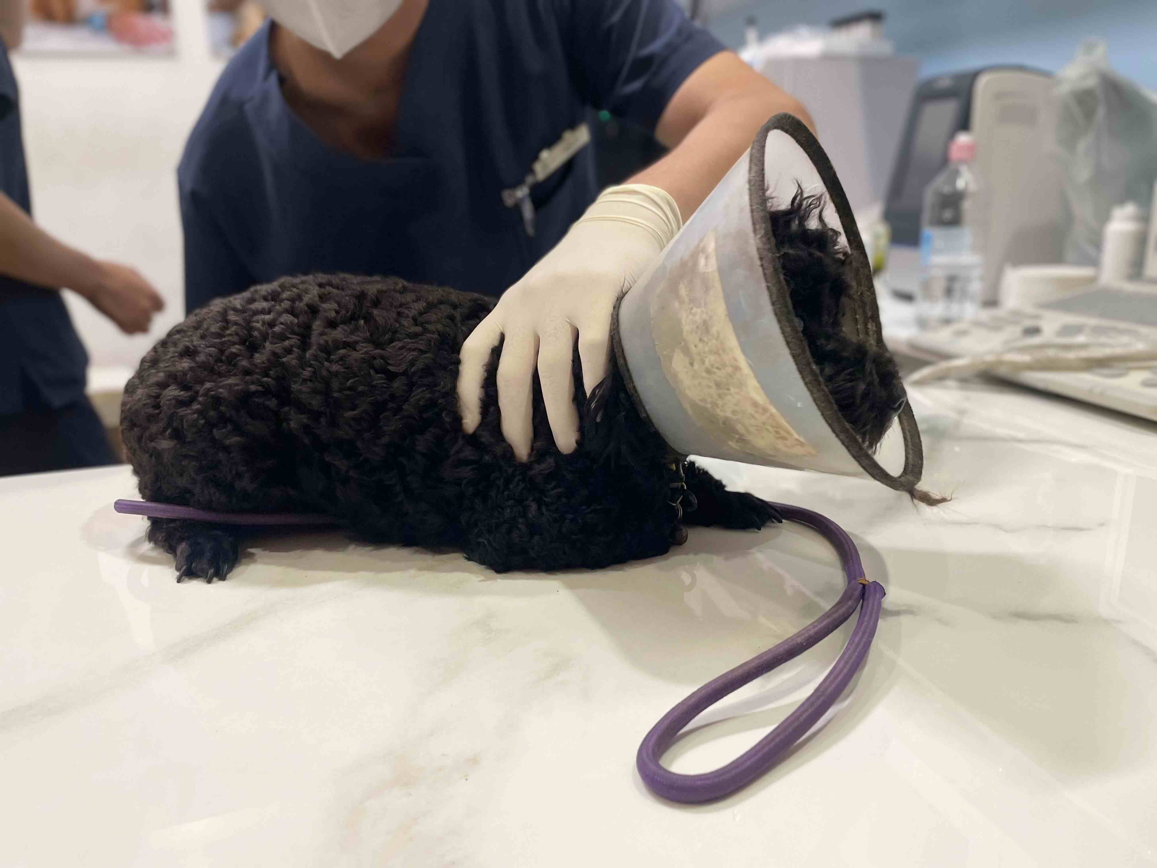 Đưa chó đến bác sĩ thú y để kiểm tra