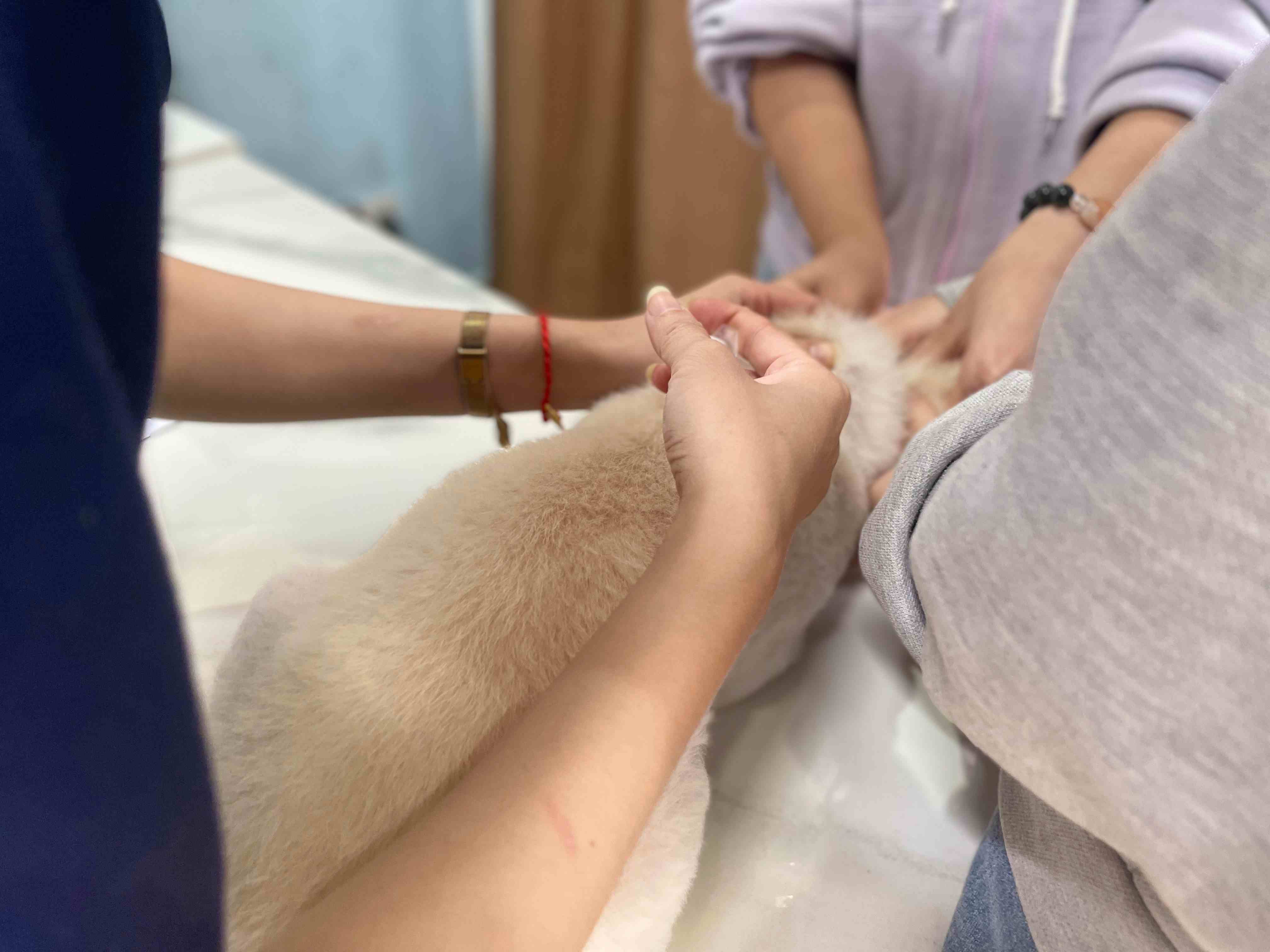 Đưa đến bác sĩ thú y chăm sóc