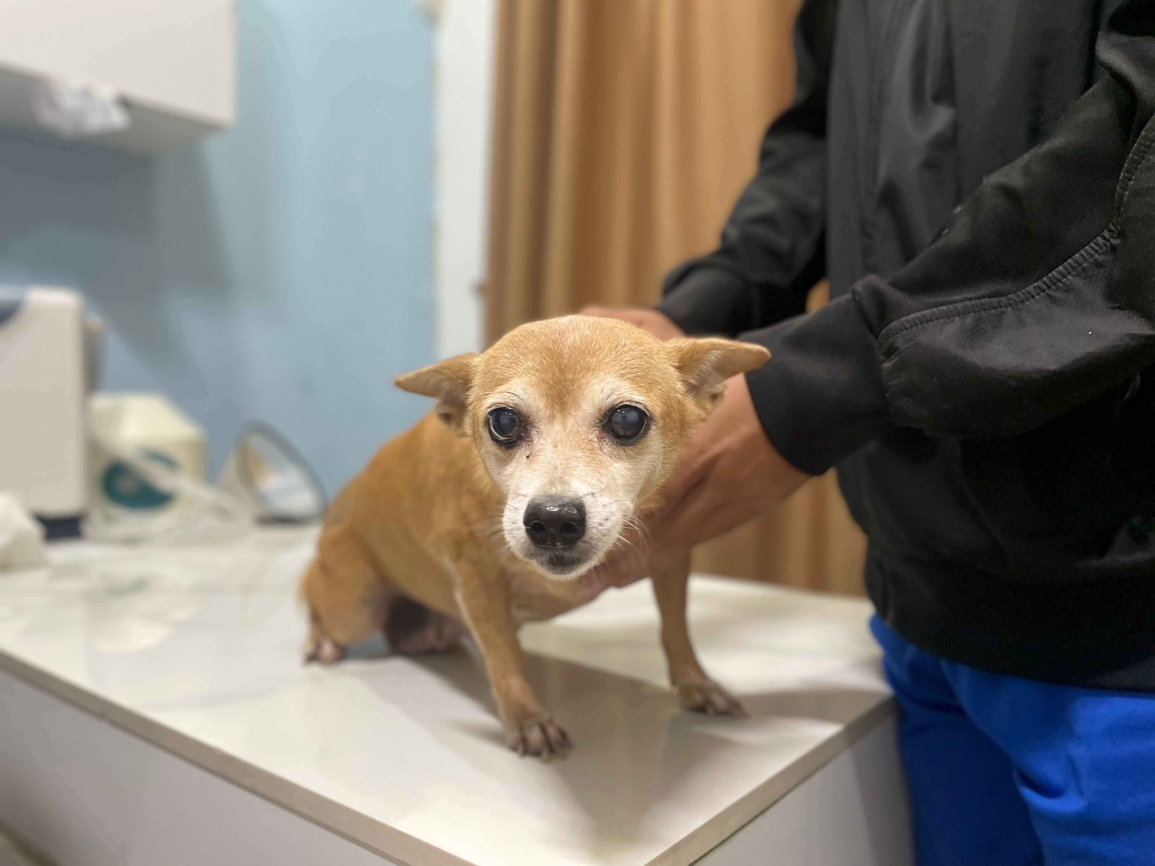 Dấu hiệu chó con sắp chết