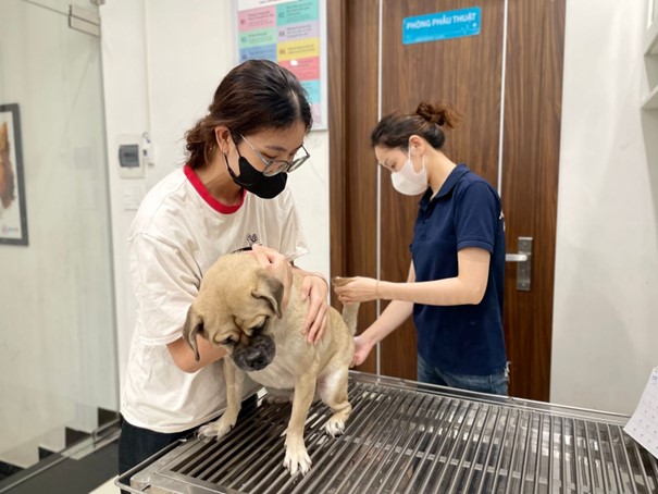 7 dấu hiệu chó sắp chết mà bạn cần biết