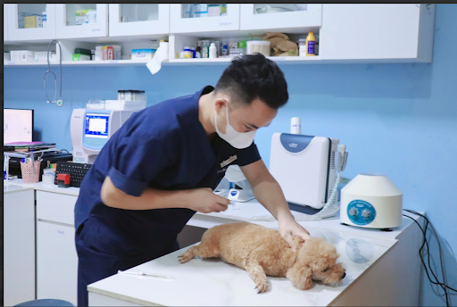 Dấu hiệu chó sắp chết thường có mùi hôi khó chịu